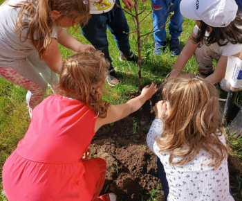 Materská škola / SPRIEVODNÉ VZDELÁVACIE OPATRENIA Školský program OVOCIE ZELENINA MLIEKO - Výsadba ovocných stromov - foto