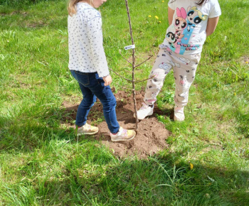Materská škola / SPRIEVODNÉ VZDELÁVACIE OPATRENIA Školský program OVOCIE ZELENINA MLIEKO - Výsadba ovocných stromov - foto