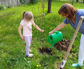 Materská škola / SPRIEVODNÉ VZDELÁVACIE OPATRENIA Školský program OVOCIE ZELENINA MLIEKO - Výsadba ovocných stromov - foto