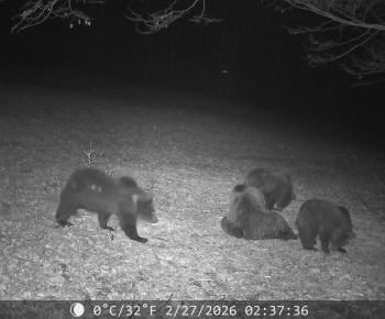 Aktuality / UPOZORNENIE PRE OBČANOV: VÝSKYT MEDVEDICE S MLÁĎATAMI - foto