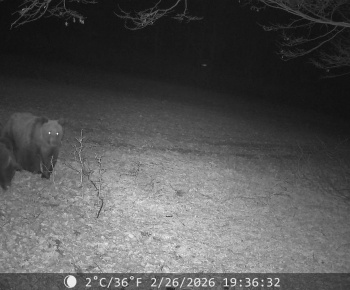 Aktuality / UPOZORNENIE PRE OBČANOV: VÝSKYT MEDVEDICE S MLÁĎATAMI - foto
