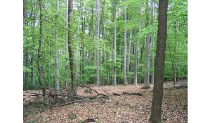 Lesy SR - navrátenie užívacích práv k lesným pozemkom