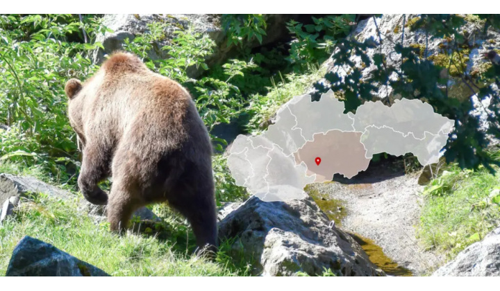 UPOZORNENIE PRE OBČANOV: VÝSKYT MEDVEDICE S MLÁĎATAMI