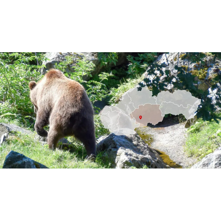 UPOZORNENIE PRE OBČANOV: VÝSKYT MEDVEDICE S MLÁĎATAMI v KATASTRI OBCE ČEKOVCE